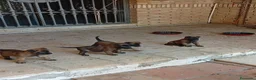Pastor Belga Malinois perros en venta: Disponible Pastor belga Malinois  - Anuncio 2