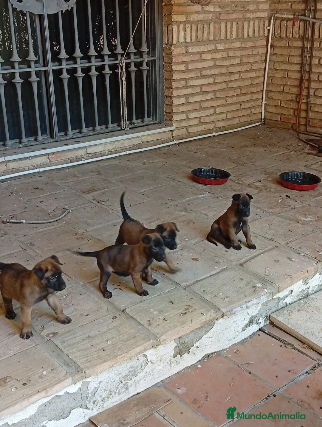 Pastor Belga Malinois perros en venta: Disponible Pastor belga Malinois  - Anuncio 2