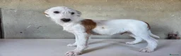 Podenco Andaluz perros en venta: Podenco andaluz de pelo duro - Anuncio 3