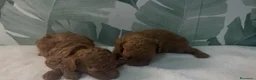 Caniche Toy perros en venta: CACHORROS DE CANICHE  - Anuncio 1