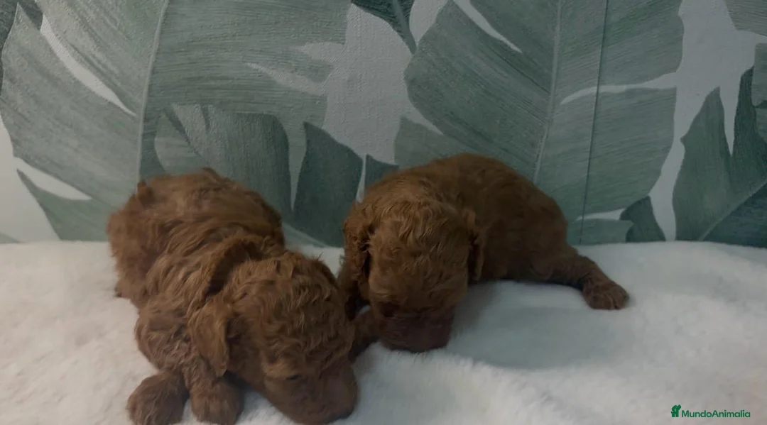 Caniche Toy perros en venta: CACHORROS DE CANICHE  - Anuncio 1
