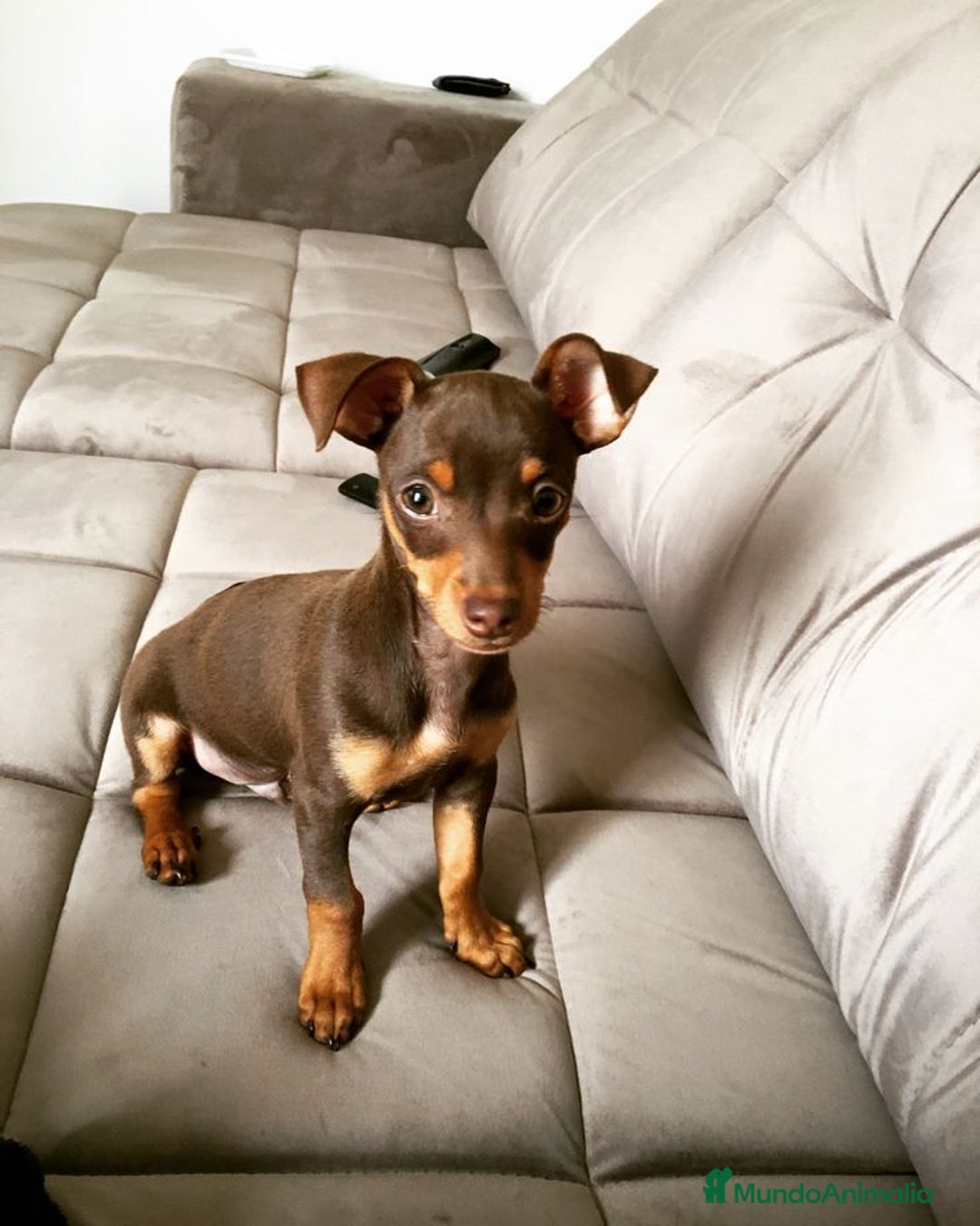 Ratón de Praga perros en venta: RATON DE PRAGA - Imagen 4