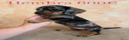 Teckel Miniatura perros en venta: Teckel minis de máxima calidad  - Anuncio 3