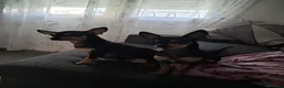 Chihuahua perros en venta: Chihuahuas  - Anuncio 4