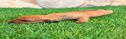 Teckel Miniatura perros en venta: Teckel miniatura rojizo - Anuncio 8
