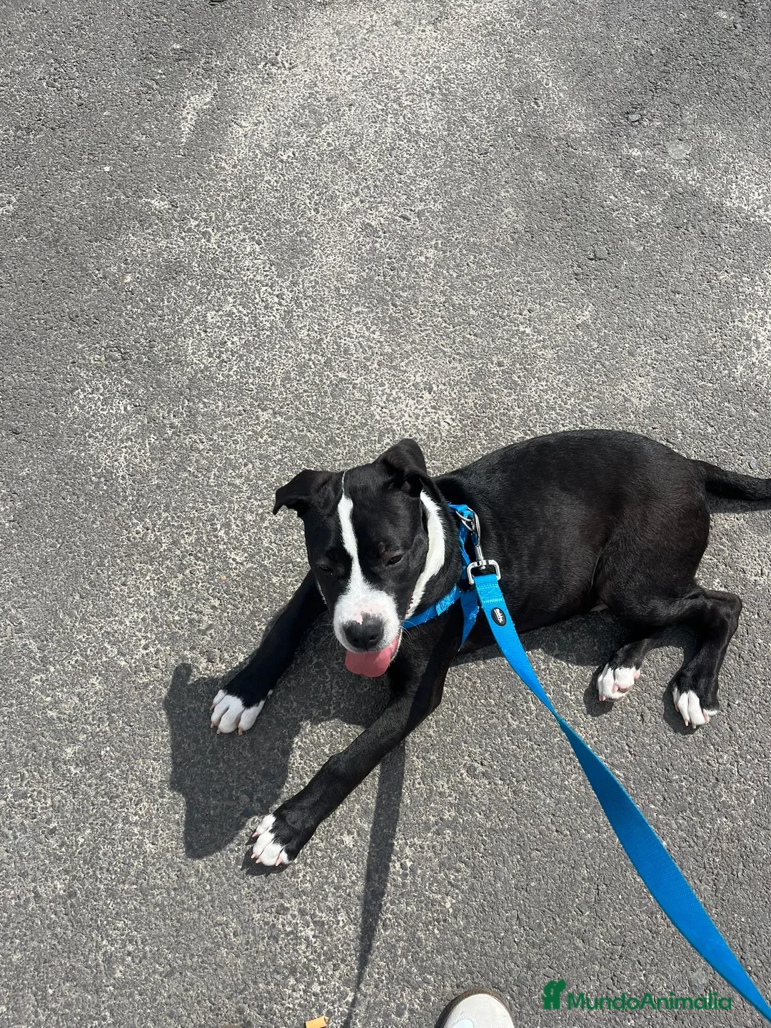 American Staffordshire-Terrier perros en venta: American stanford cachorro  - Anuncio 3