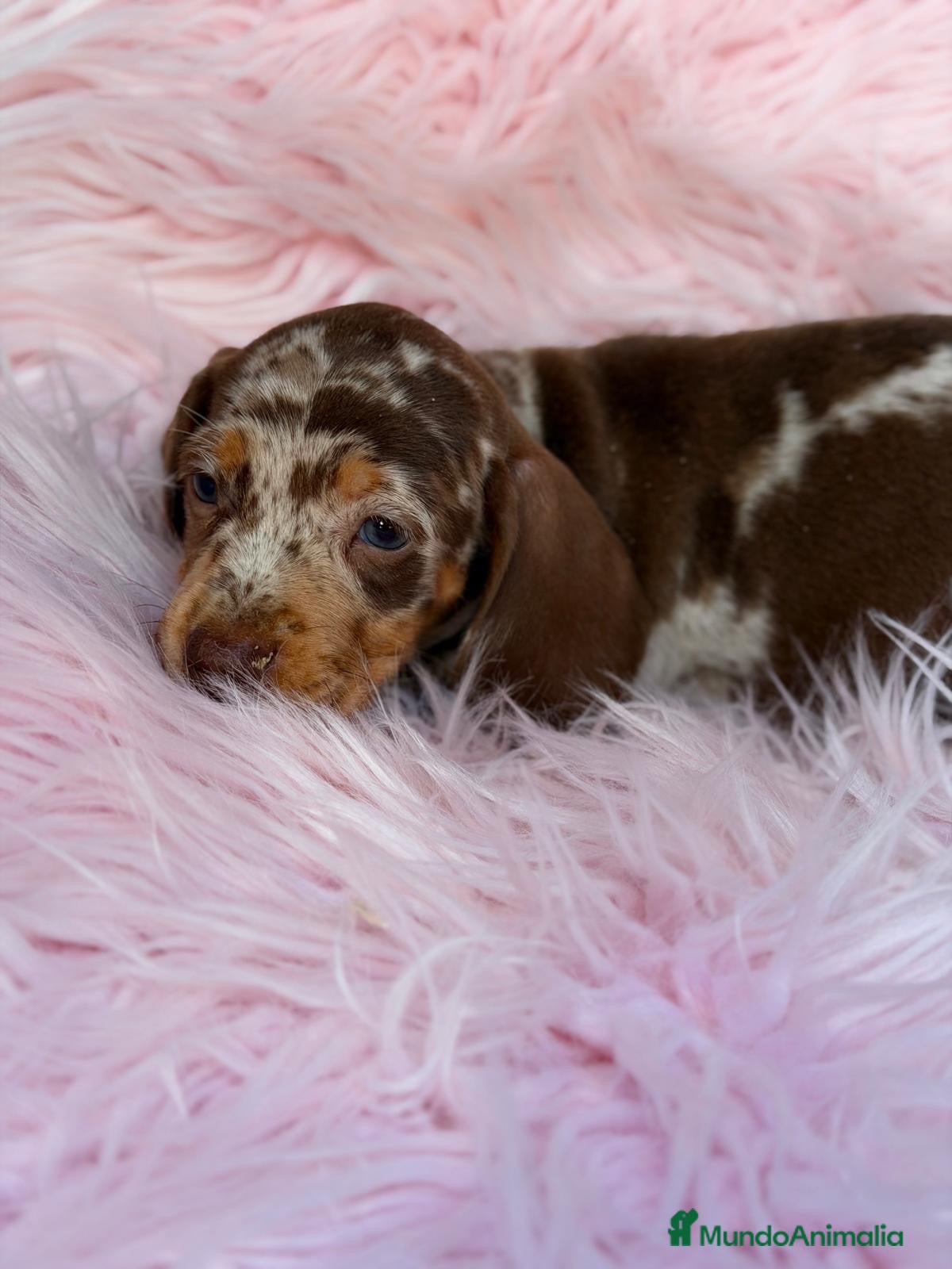 Teckel Miniatura perros TECKEL MINIATURA MERLE Y CHOCOLATE - Anuncio 1
