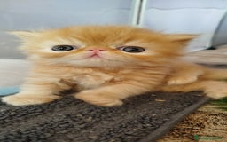 Persa gatos en venta: Gatito Persa Exotico Pura Raza - Imagen 11