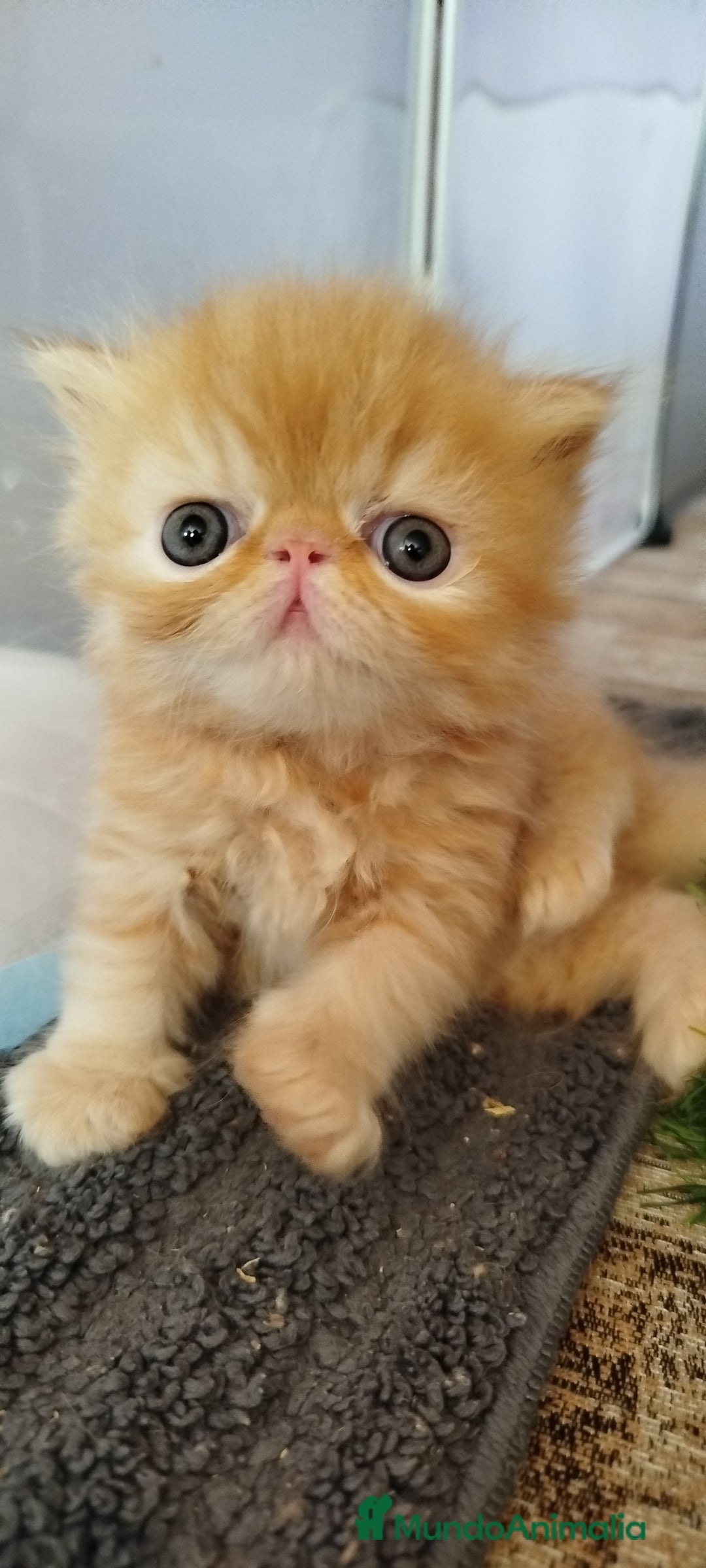 Persa gatos en venta: Gatito Persa Exotico Pura Raza - Imagen 11