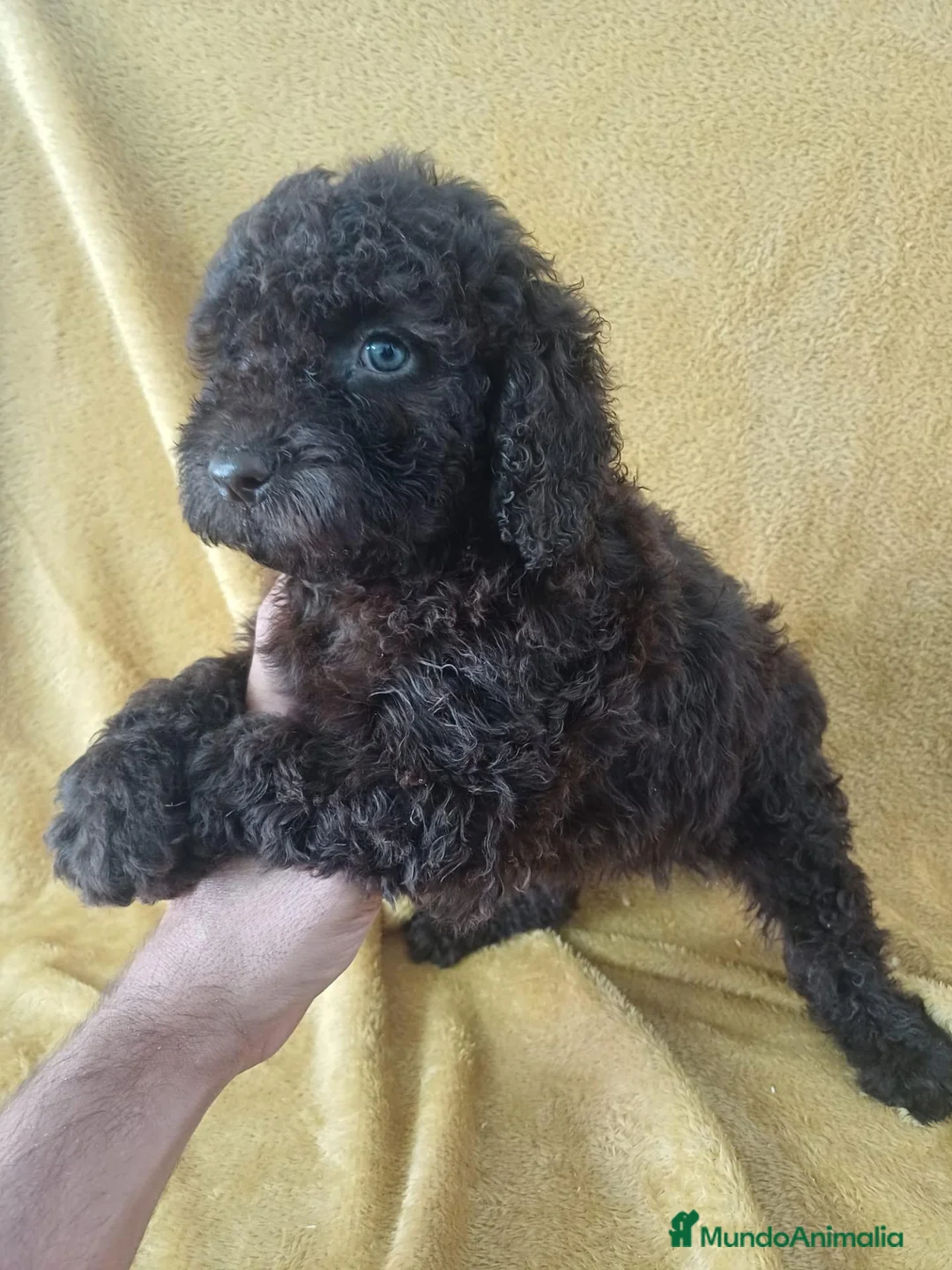 Perro de Agua Español perros en venta: Perro de Agua Español Chocolate  - Anuncio 2