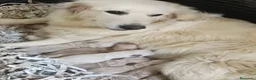 Golden Retriever perros en venta: Golden retriever - Anuncio 2