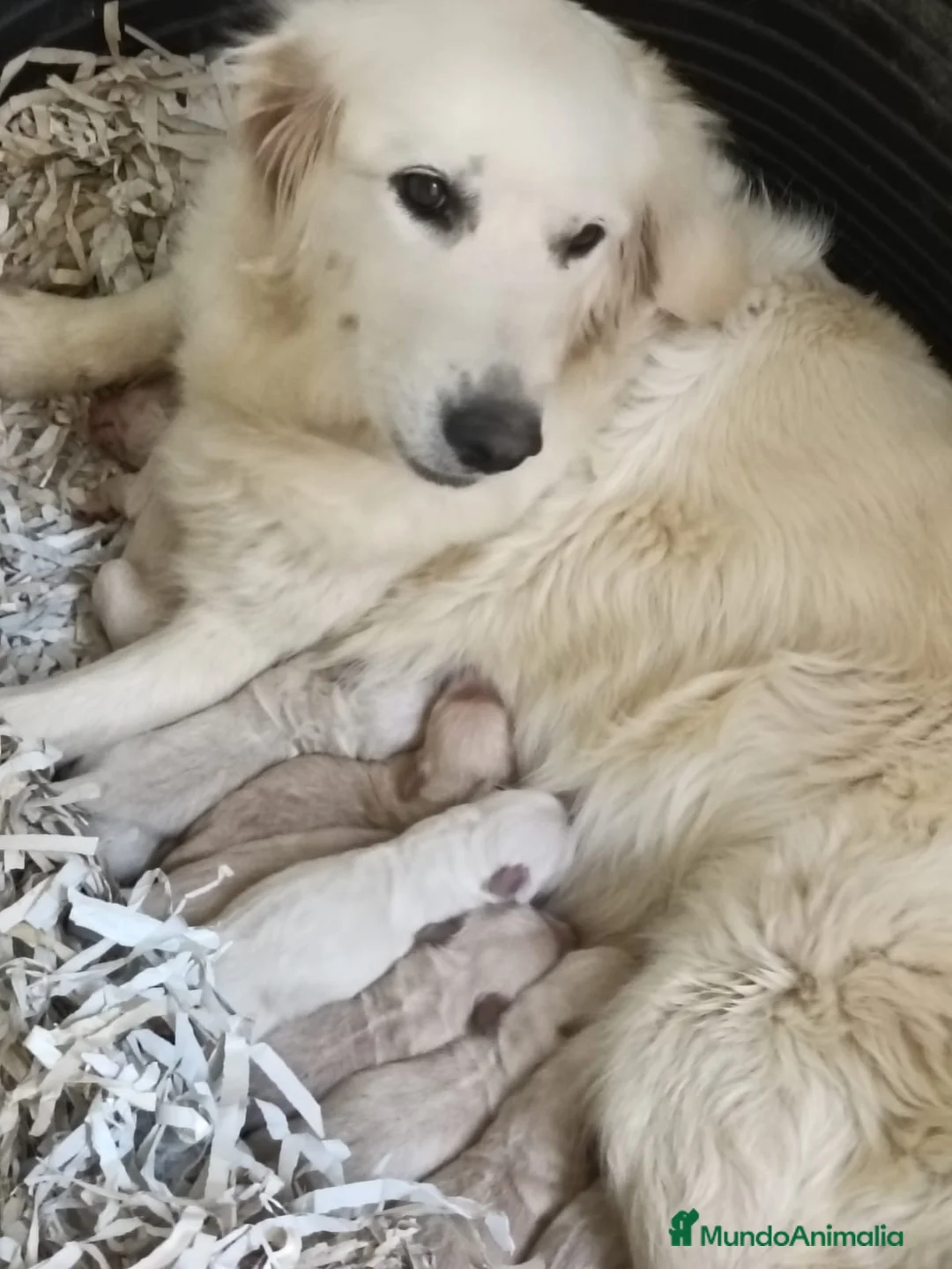 Golden Retriever perros en venta: Golden retriever - Anuncio 2