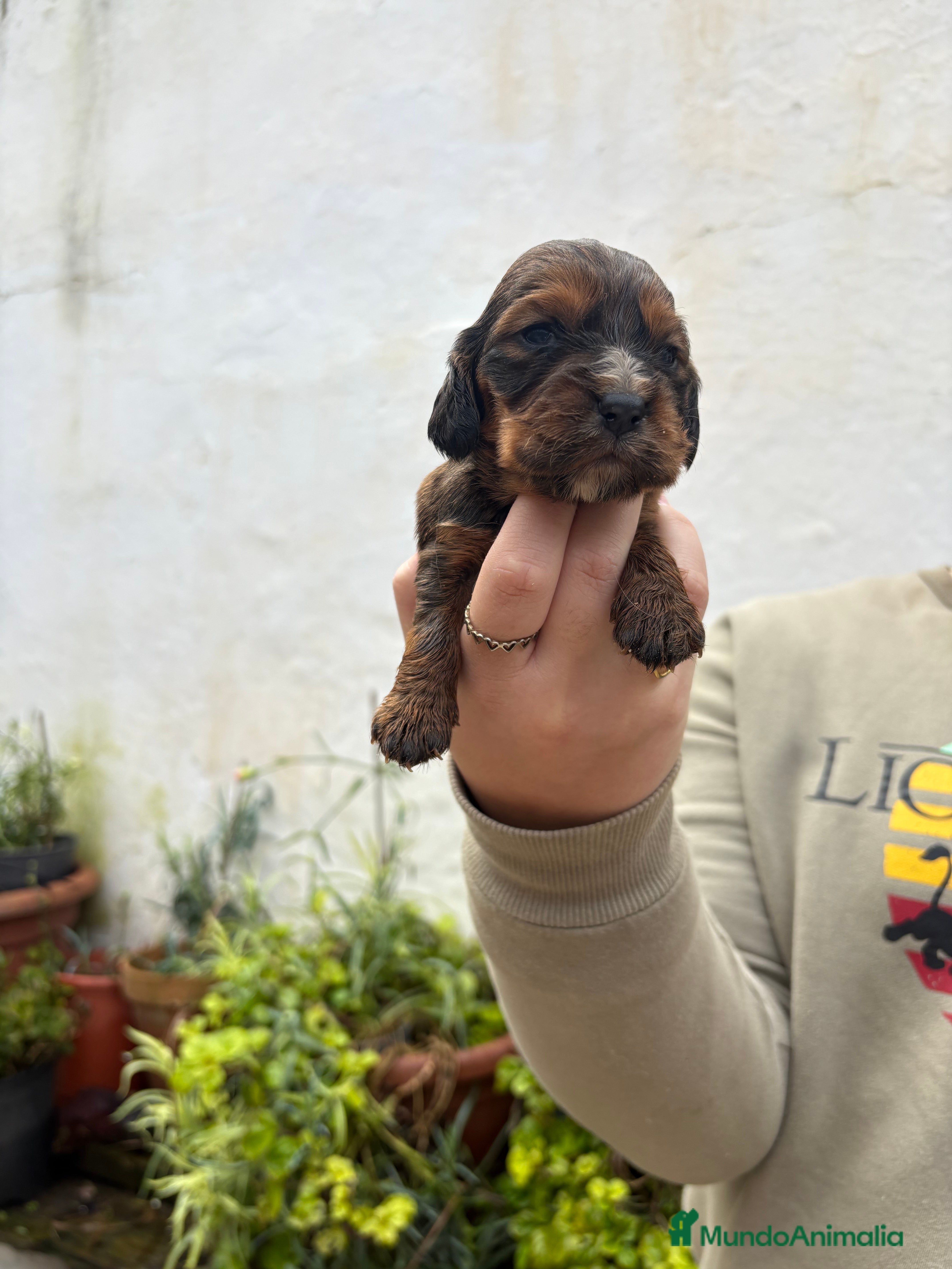 Cocker Spaniel Inglés perros Cachorritos de Cocker  - Anuncio 2