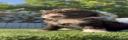 Perro de Agua Español perros en venta: PERRO DE AGUA ESPAÑOL - Anuncio 8