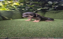 Teckel Miniatura perros en venta: teckel pelo basto - Imagen 6
