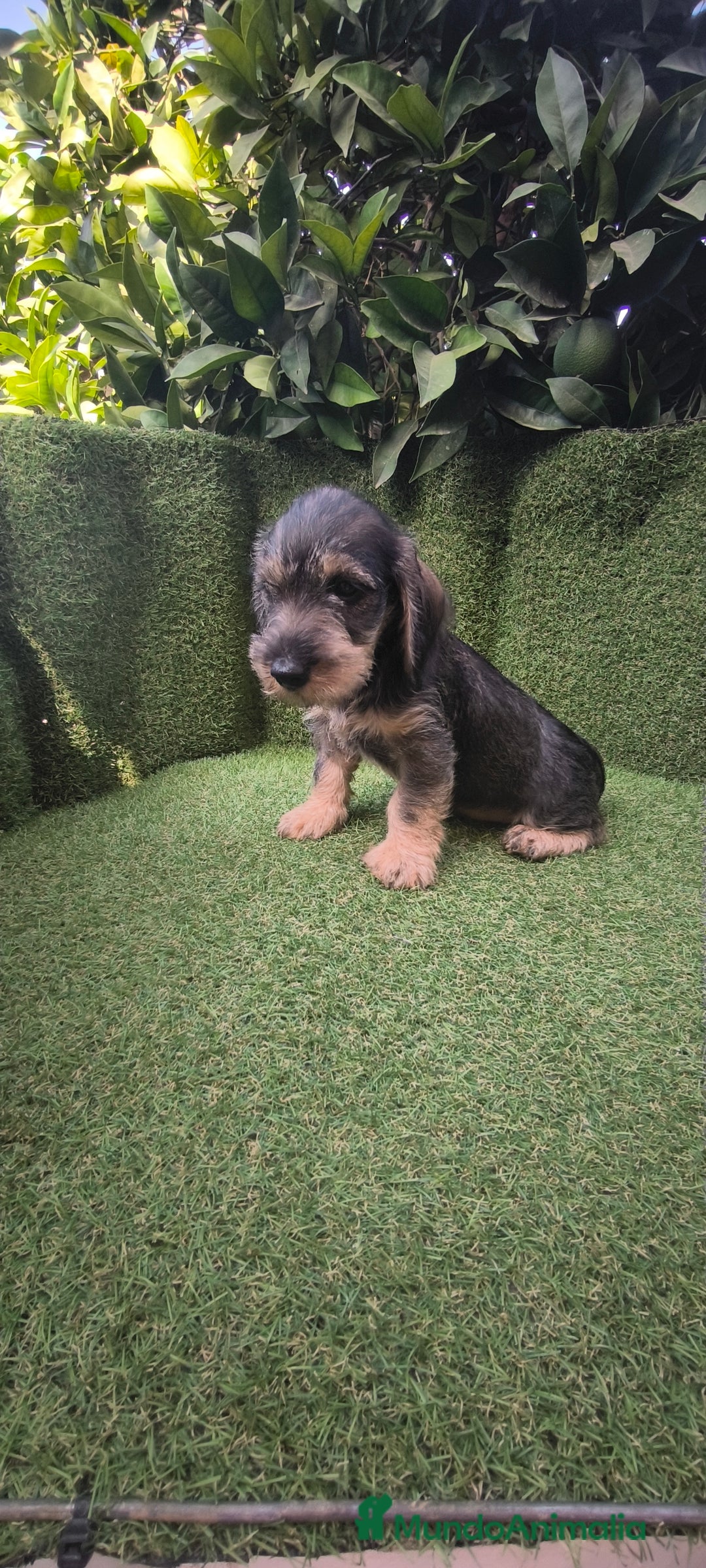 Teckel Miniatura perros en venta: teckel pelo basto - Imagen 6