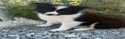 Border Collie perros en venta: Excelentes cachorros border collie  - Anuncio 2