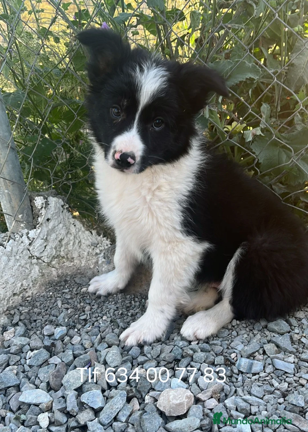 Border Collie perros en venta: Excelentes cachorros border collie  - Anuncio 2