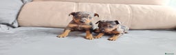 Pinscher Miniatura perros en venta: Pincher miniatura en Badajoz - Anuncio 1