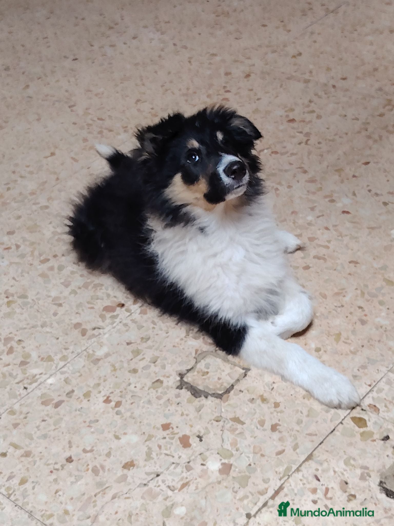 Collie de Pelo Largo perros Cachorros rough collie - Anuncio 27