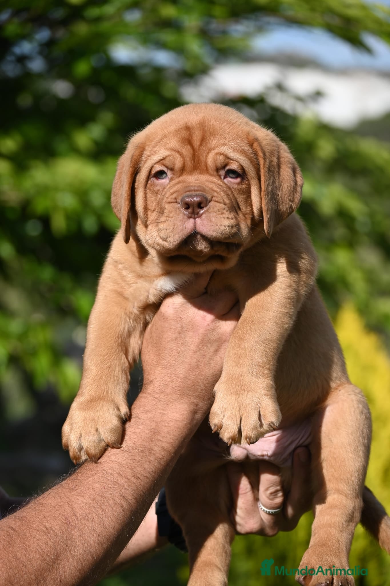 Dogo de Burdeos perros Espectacular camada de Digo de Burdeos - Anuncio 1