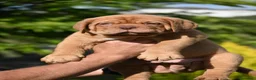 Dogo de Burdeos perros en venta: Espectacular camada de Dogo de Burdeos - Anuncio 1
