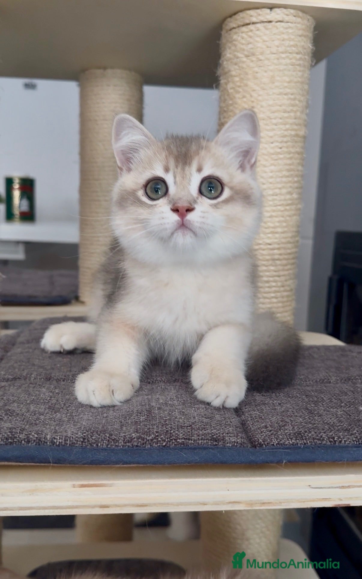 Británico de Pelo Corto gatos Último machito disponible🩵Listo para entregar 💙 - Anuncio 1