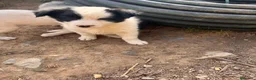 Border Collie perros en venta: Border collies de Calidad  - Anuncio 9