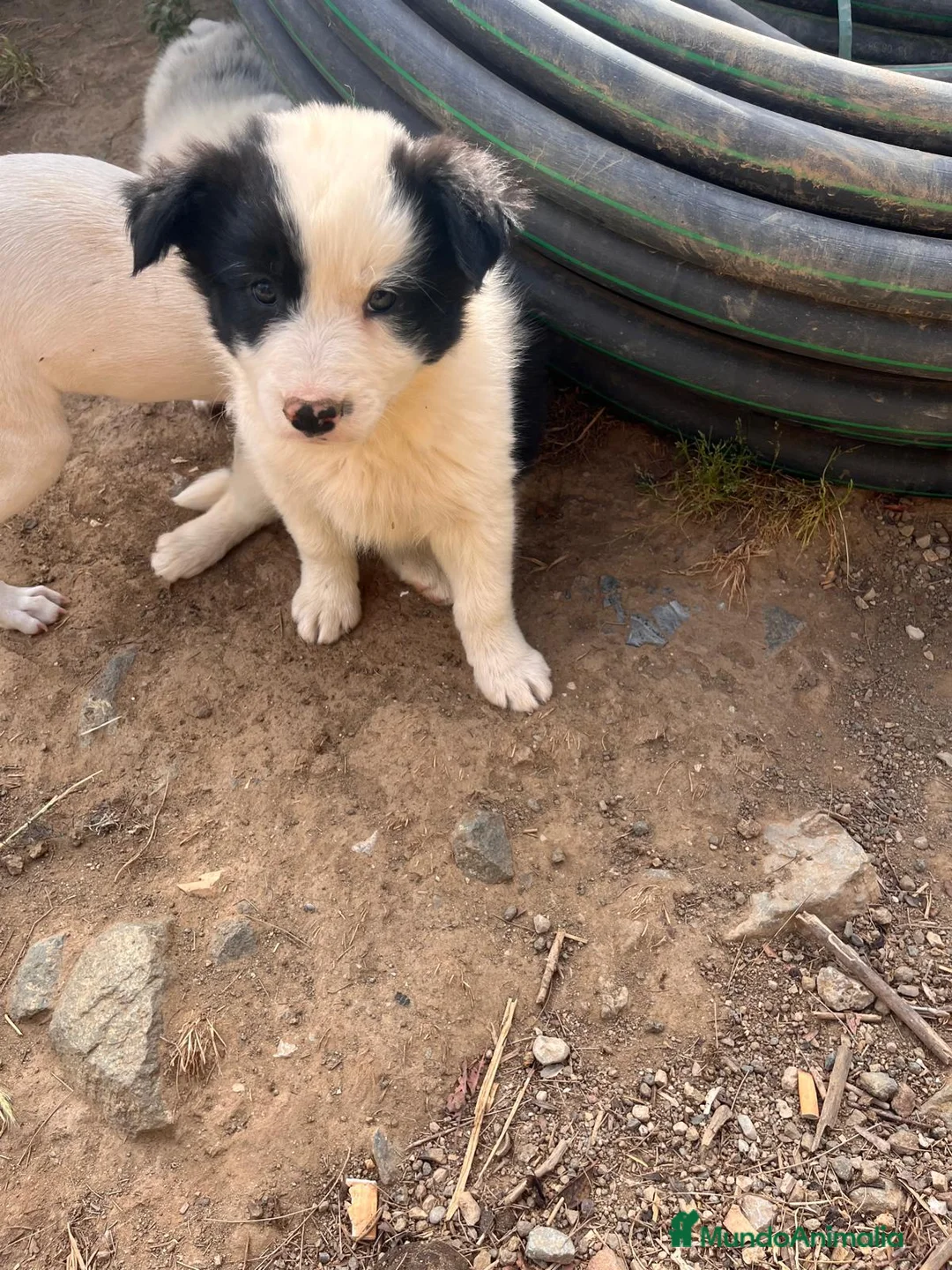 Border Collie perros en venta: Border collies de Calidad  - Anuncio 9