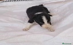 Border Collie perros en venta: Border collie  - Imagen 21