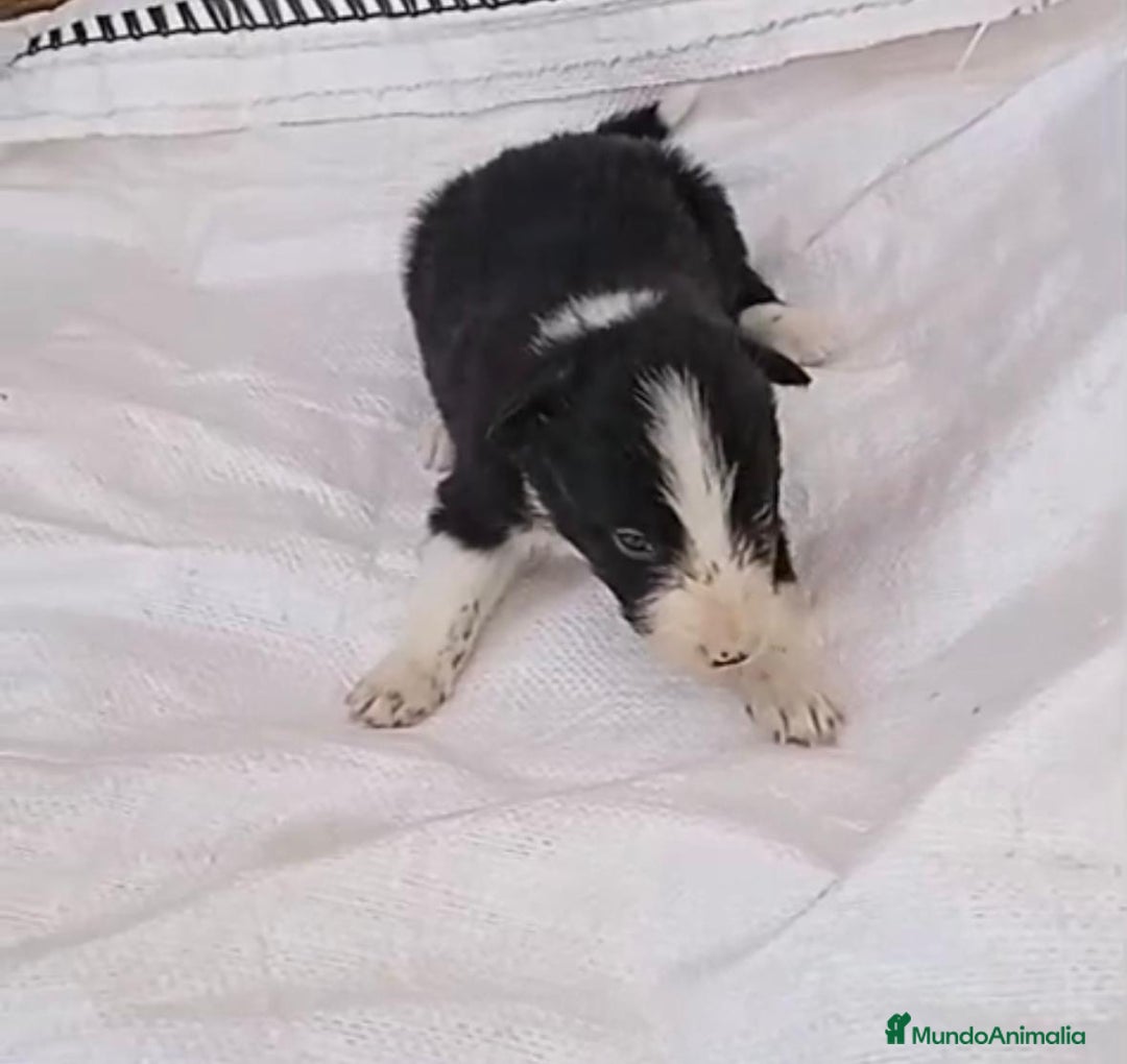 Border Collie perros en venta: Border collie  - Imagen 21