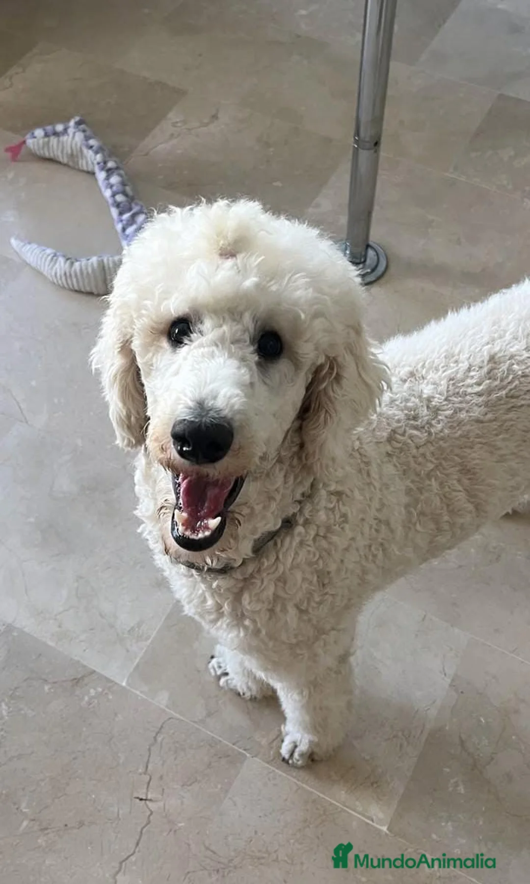 Caniche Gigante perros en venta: CANICHE GIGANTE BICOLOR - Anuncio 3