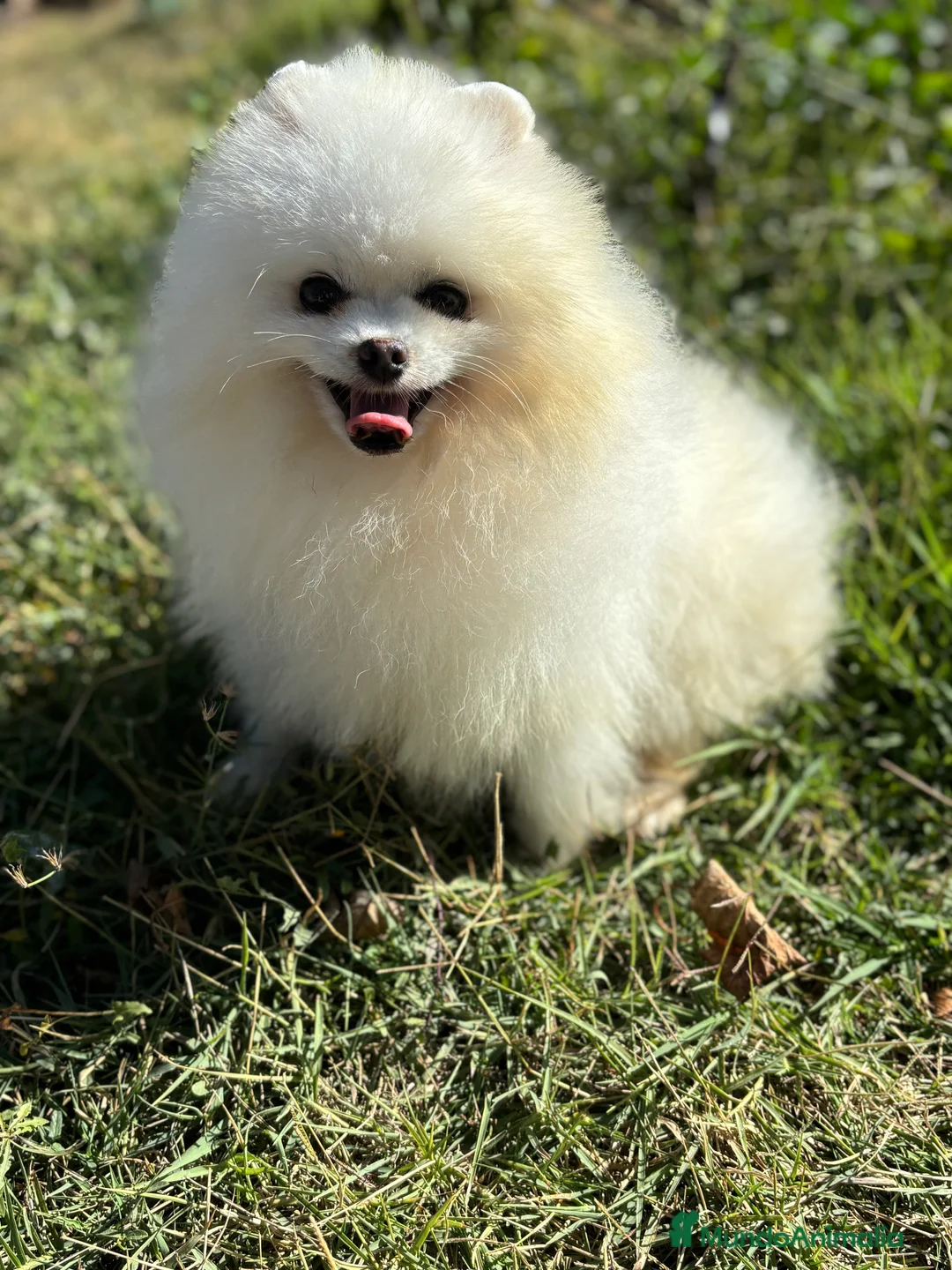 Pomerania perros en venta: Pomerania osito hembra !!!!! - Anuncio 5