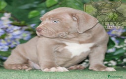American Bully perros en venta: AMERICAN BULLY XXL CRIADORES  622 41 47 93  - Imagen 6
