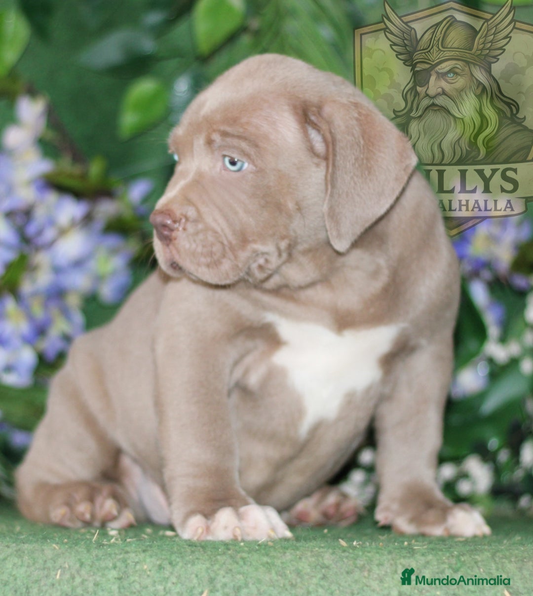 American Bully perros en venta: AMERICAN BULLY XXL CRIADORES  622 41 47 93  - Imagen 6