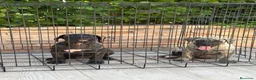 Presa Canario perros en venta: Cachorros de presa canario  - Anuncio 4