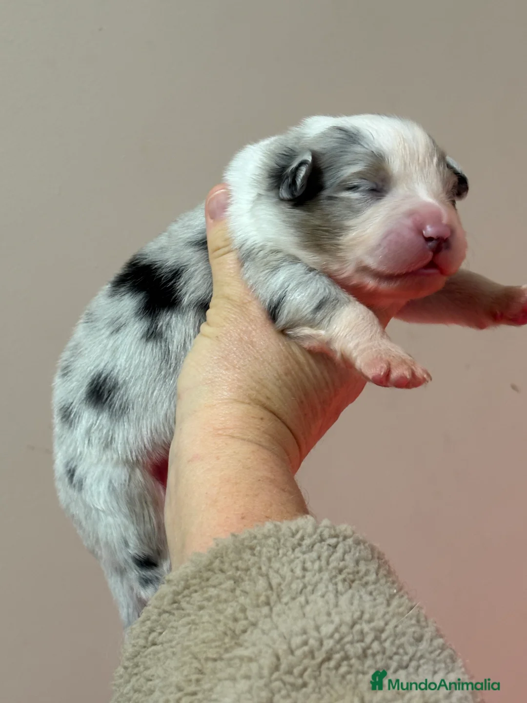 Pastor Australiano perros en venta: Cachorros pastor australiano  - Anuncio 4