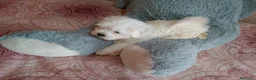 Bichón Maltés perros en venta: PRECIOSOS BICHON MALTES  LINEA TOY  - Anuncio 23