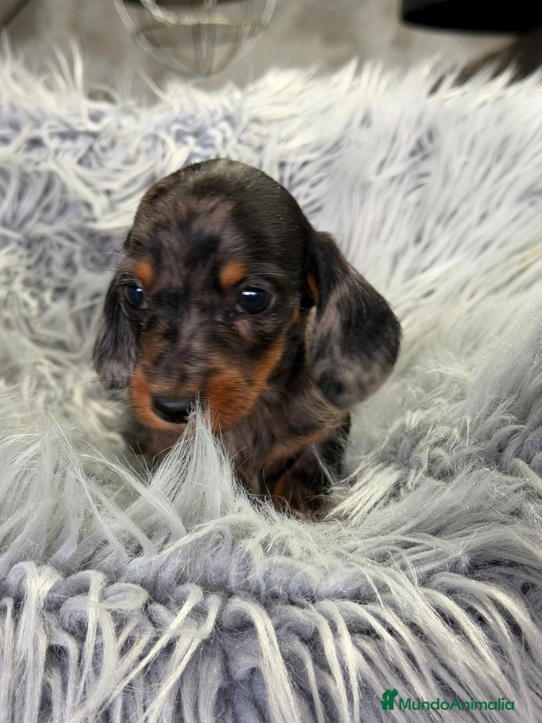 Teckel Miniatura perros en venta: Teckel Arlequin Kaninchen  - Anuncio 8