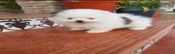 Pomerania perros en venta: Pomerania linea rusa - Anuncio 6