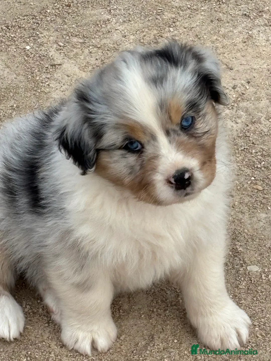 Pastor Australiano perros en venta: Hembra Blue Merle pastor australiano  - Anuncio 1