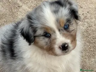 Pastor Australiano perros Hembra Blue Merle pastor australiano - Anuncio 3
