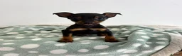Pinscher Miniatura perros en venta: Pinscher miniatura  - Anuncio 6