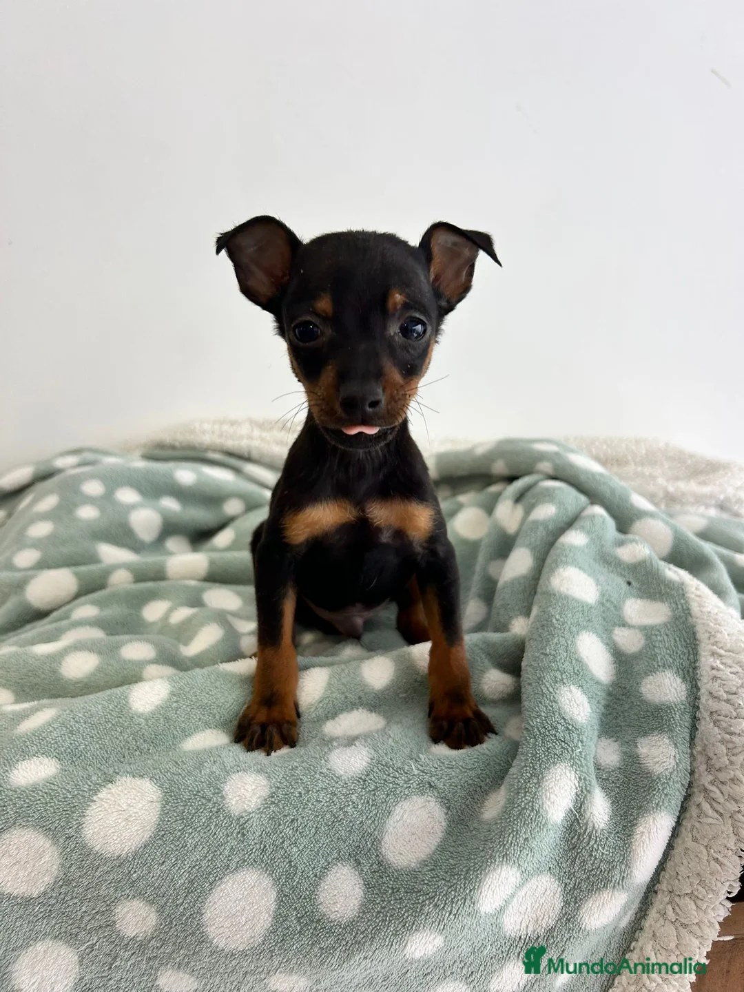 Pinscher Miniatura perros en venta: Pinscher miniatura  - Anuncio 6