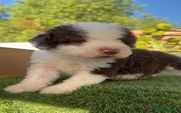 Perro de Agua Español perros en venta: PERRO DE AGUA macho - Imagen 16