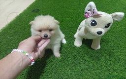 Pomerania perros en venta: PRECIOSA PAREJA DE POMERANIA  - Imagen 4