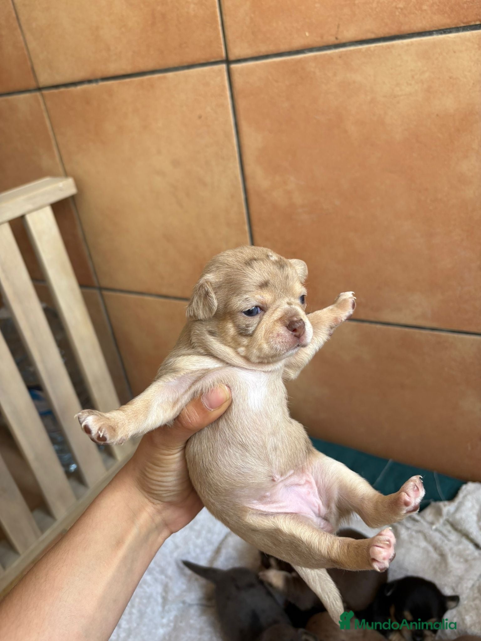 Chihuahua perros Hembra Chihuahua disponible🐾 - Anuncio 3