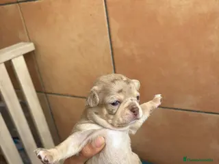 Chihuahua perros Hembra Chihuahua disponible🐾 - Anuncio 3
