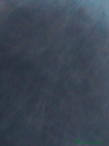 Raza Mixta perros - Anuncio 1