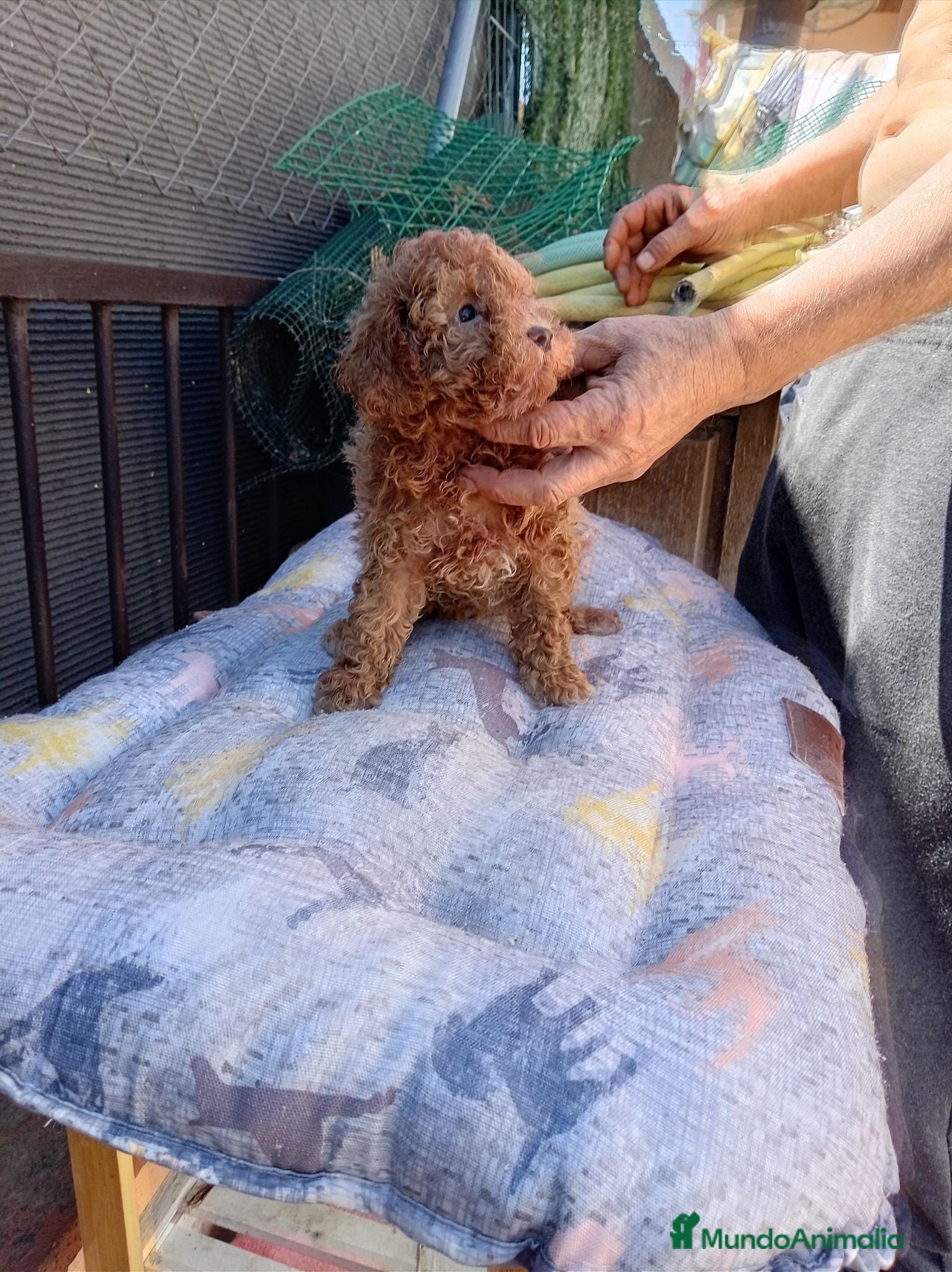 Caniche Toy perros Caniche toy - Anuncio 2
